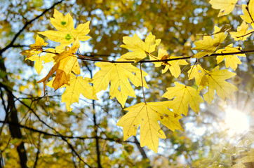 Rays of sun among trees in the autumn forest.