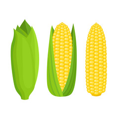 Bright vector collection of colorful yellow corn isolated on white - 216633591