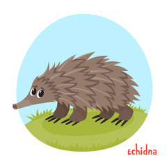 Vector cartoon illustration of echidna isolated on white background.