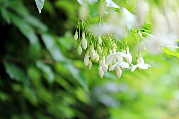 Wrightia religiosa Benth. White flowers with lush green leaves growing in a natural green background.