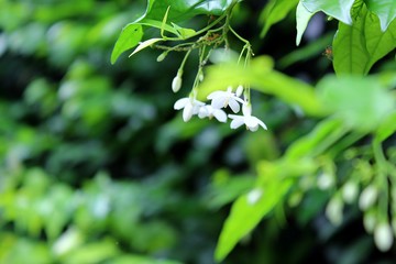 Wrightia religiosa Benth. White flowers with lush green leaves growing in a natural green background.