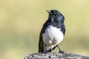 Willie Wagtail