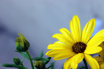 Closeup yellow zinnia