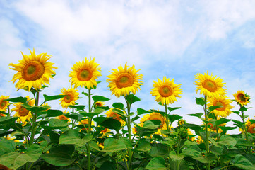 Naklejka premium sunflowers field on sky