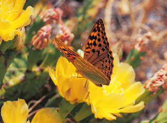 Butterfly Argynnis at the cactus blossom