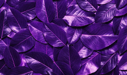 Ultra Violet  leaves.