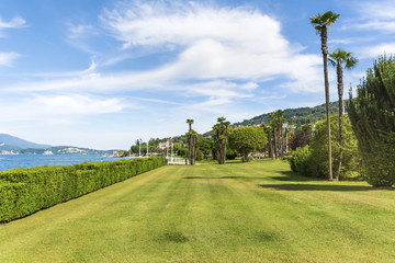 Green Meadow with Palms and Green Trees 