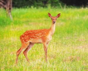 Deer at the grass at the meadow cute