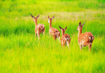 Deer at the grass at the meadow cute