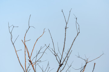 No leaf dead tree with clear blue sky.