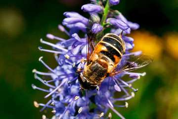 Bumblebee and flower.