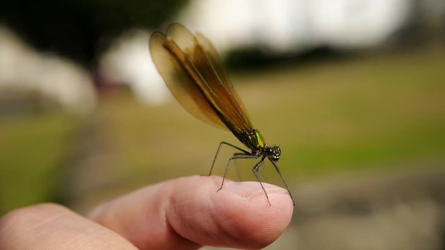 une libellule sur un doigt prend son envol