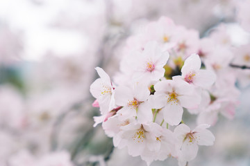 Cherry Blossoms blooming in Japan