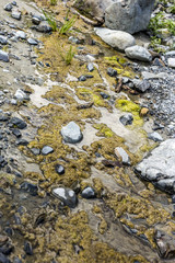 Water with yellow moss