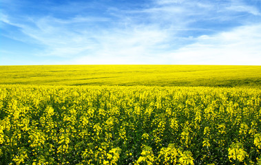 Fototapeta premium golden field on sky