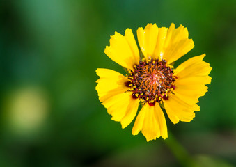 Plains Coreopsis