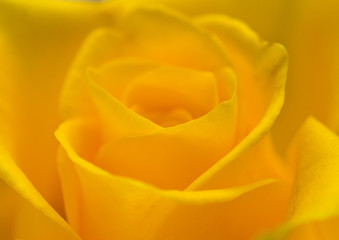 Mothers Day Rose