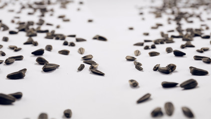 Sunflower seeds scattered over white background