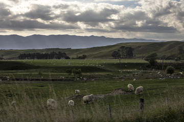 Obraz premium Whangaimoana, New Zealand