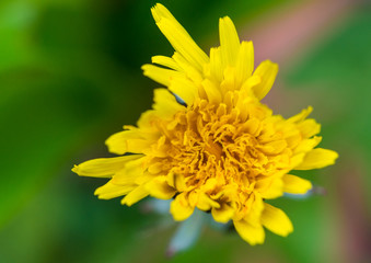 Dandelion