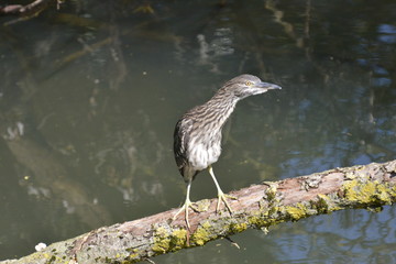 giovane nitticora