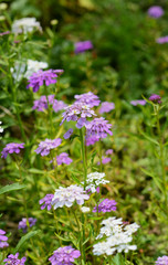 Mauve candytuft flowers among pretty blooms