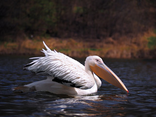 Pelican sweaming at the lake