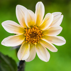 Dahlia Happy Days Cream