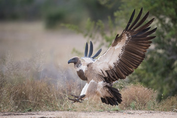 A horizontal, full length, colour photo of an endangered white-backed vulture, Gyps africanus, wings spread in the Greater Kruger Transfrontier Park, South Africa.