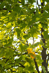 Sun flare thru green autumn leaves