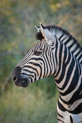 A vertical, colour photograph of a zebra, Equus burchellii, in the Greater Kruger Transfrontier Park, South Africa.