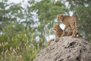 A vertical, colour photo of two cheetah cubs, Acinonyx jubatus, resting on a termite mound in the Greater Kruger Transfrontier Park, South Africa.