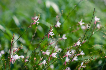 Gaura lindheimeri and commonly known as Lindheimer's beeblossom. A lot of small tiny white flowers blooming in summer.