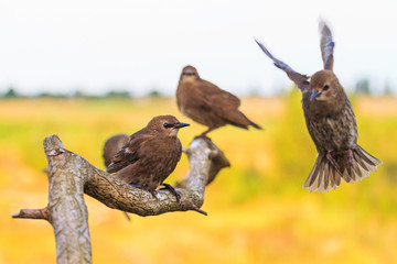 wild birds sit on the branches and froze in flight