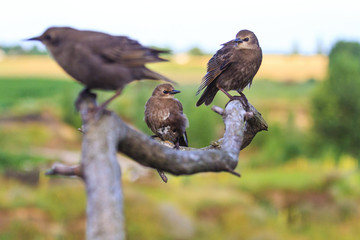 dark birds sit on the branches with patterns