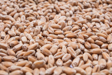 Macro view of natural organic wheat grain beans on background
