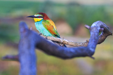 exotic bird sitting on a branch wavy