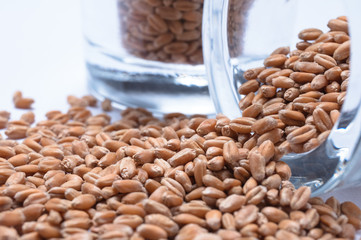 Macro view of natural organic wheat grain beans on background