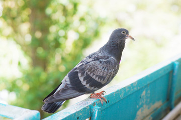Pigeon bird on the ledge, close up