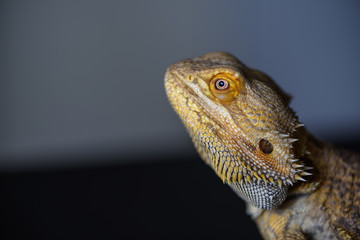 Bearded dragon