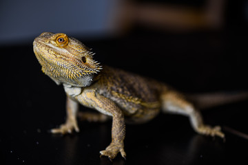 Bearded dragon