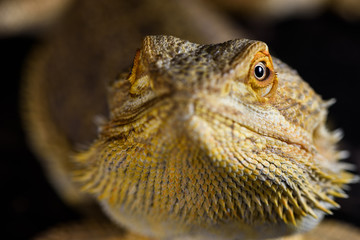 Bearded dragon