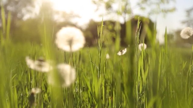Camera moving forward through white dandelion flowers and fresh spring green grass on pretty meadow. Dandelion plant with medicinal effect. Summer concept. Low angle dolly steady shot.