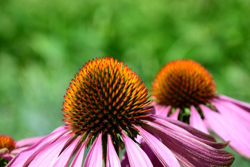 Echinacea, Sonnenhut