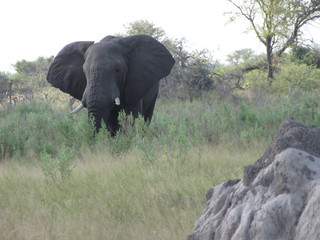 Fototapeta premium BOTSWANA