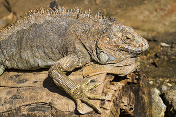 Sleeping on a log