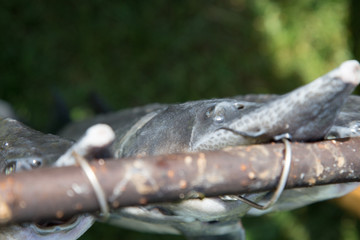 wędzenie ryb, pstrąg, jesiotr, węgorz