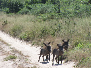 BOTSWANA