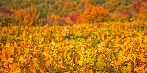 Nice vineyard in Hungary in autumn