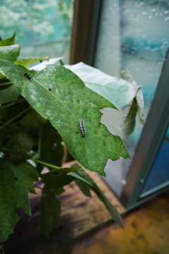 Parides anchises
